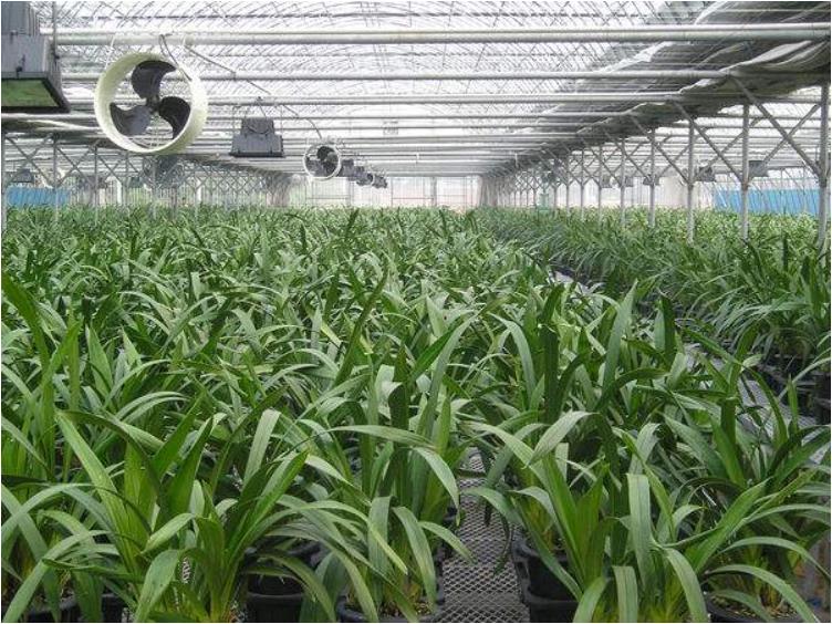 恆溫溫室大(da)棚